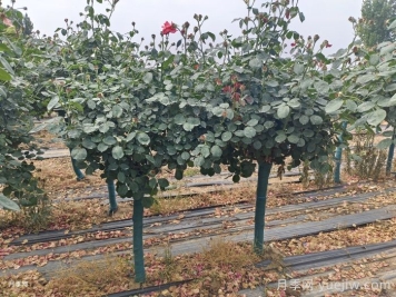 月季夏季管理养护重点注意事项