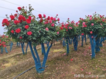 夏季月季施肥需要注意的禁忌