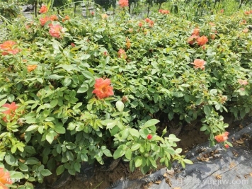 花多多1号和2号的区别，月季花什么时候用花多多2号？