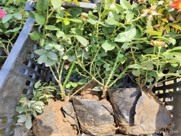 养月季花可不可以只用花多多2号催花肥？