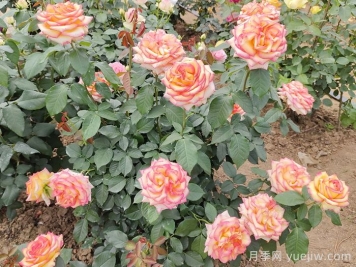 7月入伏盛夏期间月季怎么养？夏季养好秋季爆花