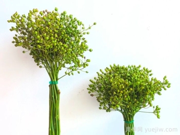 南阳自育蔷薇宛砧切果产品，山归来亮相