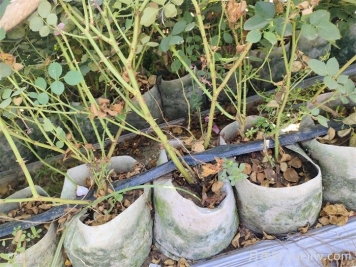 夏天月季变成光杆，该如何快速恢复叶子？