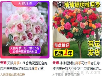 网购月季怎么选？推荐8个优质网店