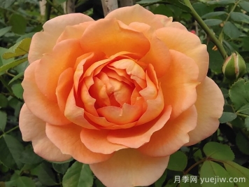 精选30种经典月季大合集，好看养眼还抗病好养