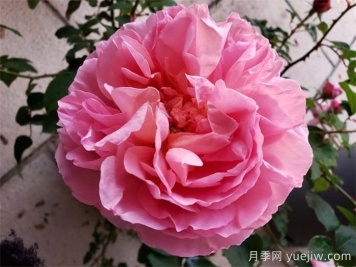 花友家里12个月季品种大比拼，你喜欢哪一款？