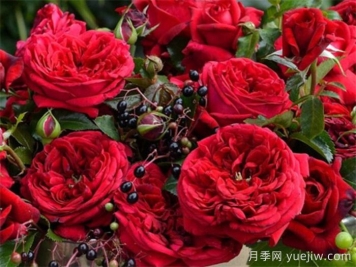 推荐10款红色系月季品种，中国红鸿运当头