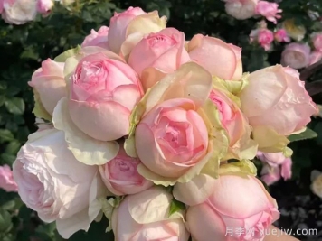 6款耐热月季品种，你相中哪个？