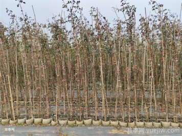 藤本月季冬天落叶吗？冬季藤本施肥技巧