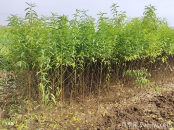 南阳卧龙果树苗合作社批发供应桃树苗毛桃苗梨树苗