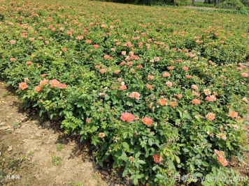 南阳方城县博望镇：月季产业经济撑破农民钱袋