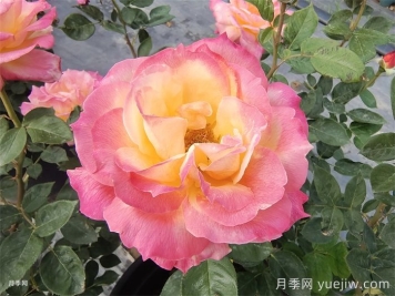 超火的10款复色系月季，款款精选