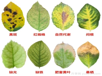 水黄与肥害分不清？7种月季常见黄叶症状