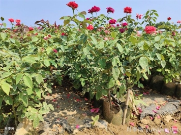 酷暑来临，八月月季降温养护全攻略