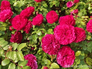 夏季暴晒的天气里，教你的月季平安度夏