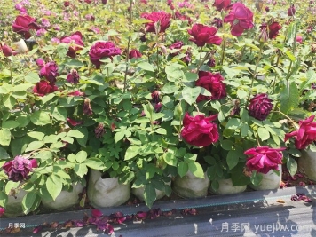 盆栽月季防暑降温小妙招，你知道吗？