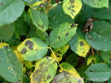 月季夏天总养死？新手避开这些坑