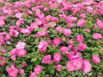 盆栽月季和地栽月季哪种方式好养护？