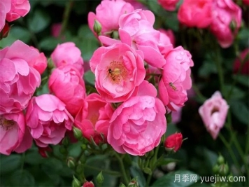 暮春初夏，咸阳泾阳蔷薇花盛放