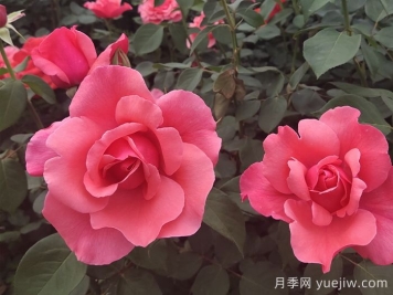 2025年太原市迎泽公园赏月季花