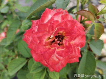 月季为什么是花中皇后？听听故事