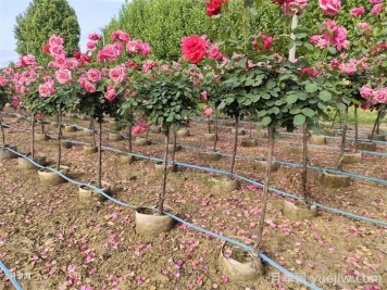 9月月季花事，月季养护分区域版本