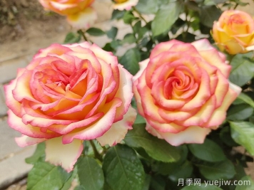 一年四季都开花的盆栽，盘点十种全年花期的花卉