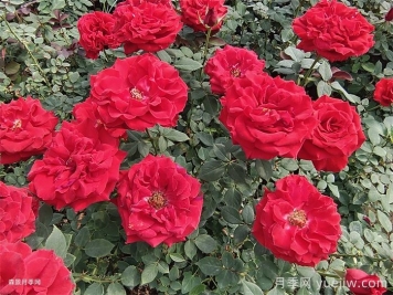 东阳市花是什么花？东阳市花是月季