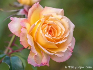 她是20世纪最伟大的月季品种！和平月季拿奖拿到手软