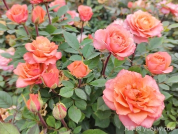 羊城广州的市花是什么？可以种月季花吗？