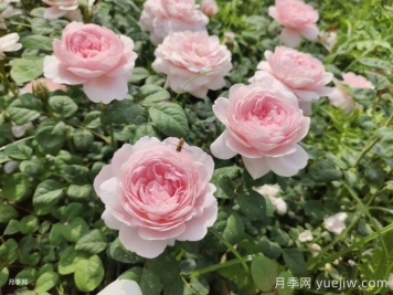 玫瑰花多少钱一朵？