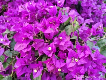 三角梅养护方法，花期长达200天，花色鲜艳变花园