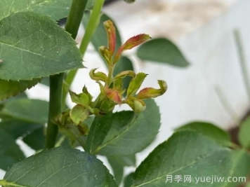 月季嫩尖干瘪，到底是什么问题产生的？