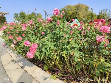 夏季园林花木生存指南，10项措施应对高温