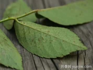 月季红蜘蛛大爆发，怎么给它们彻底消灭干净？