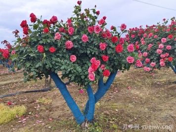 古桩月季移栽日常养护管理技术