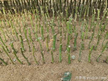 月季秋插方法很简单，牙签小苗成活率95%以上