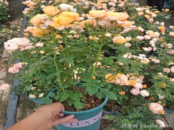 想要月季花养圆润，舍得修剪才能养成