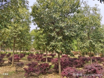 大乔木移栽后是否全部需要缠草绳？