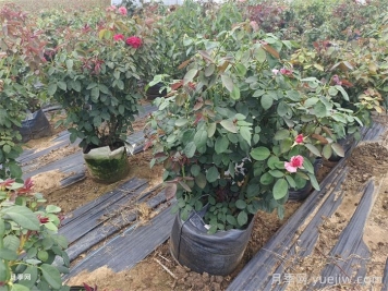 月季光杆了？简单做法轻松拯救回来