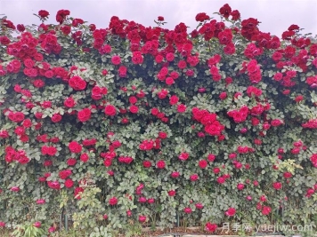 如何快速打造藤本月季花墙?