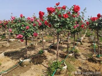 怎么判断月季的土壤干了？