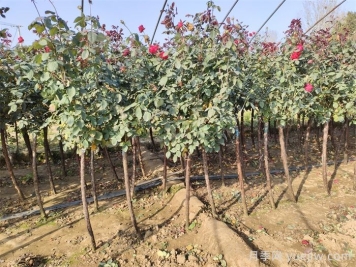 秋季园林苗木栽植的要点，一核心二原则三不准