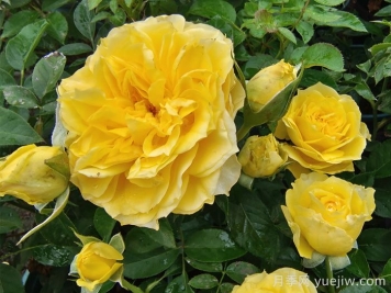 月季培养对气候生态条件的要求