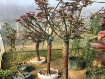 月季花能在什么树上嫁接