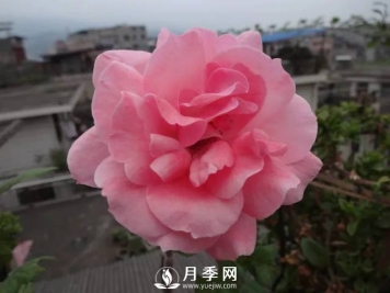 你的月季需要这样养护才能开花不断