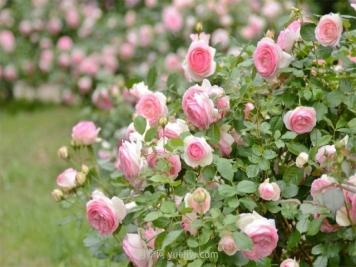 南阳月季供苗规格与时间