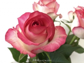 朱米莉亚月季，花开媲美玫瑰