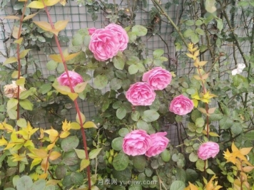 月季成墙、绣球绽放……上海长宁外环林带生态绿道花开正艳