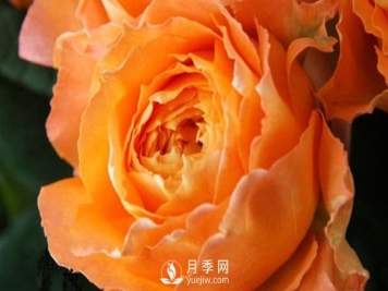 月季花还没有开花就开始枯萎主要问题